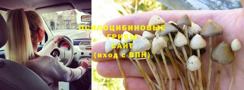 Псилоцибиновые грибы Cubensis  Данков 